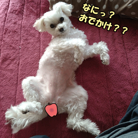 マリンgif画像 ワンにゃんとの日々 愛の苦戦弁当の記録