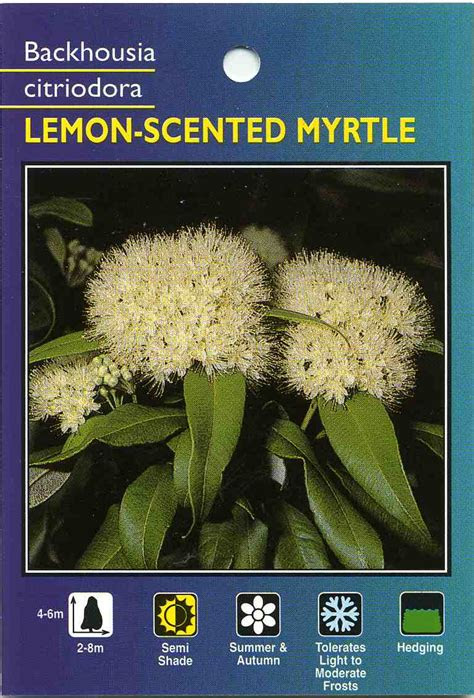 310,073 259 105 in this instructable i shall be demonstrating how to grow small plants under. Lemon Scented Myrtle - Backhousia Citriodora