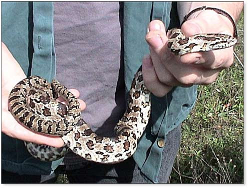Prairie Kingsnake