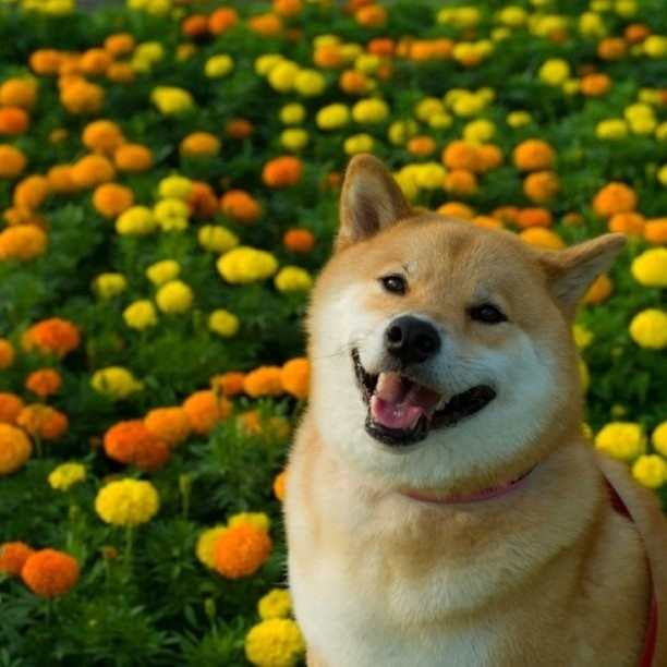 写真共有アプリ Instagram インスタグラム で最も人気のある日本の柴犬がめちゃくちゃカワイイ コモンポストムービー
