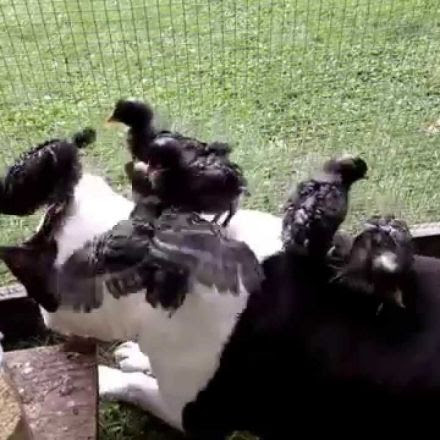 Pitbull obsessed with baby turkey