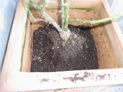 ゴールデン セレブレーション Roses 薔薇 Roses トミーとダアイのコンテナローズ記