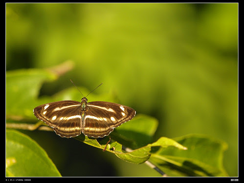 nEO_IMG__9264825