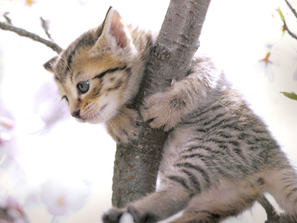 ネコの壁紙 猫画面