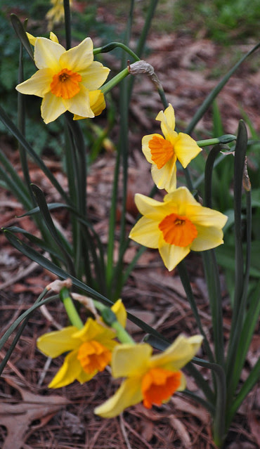 Narcissus