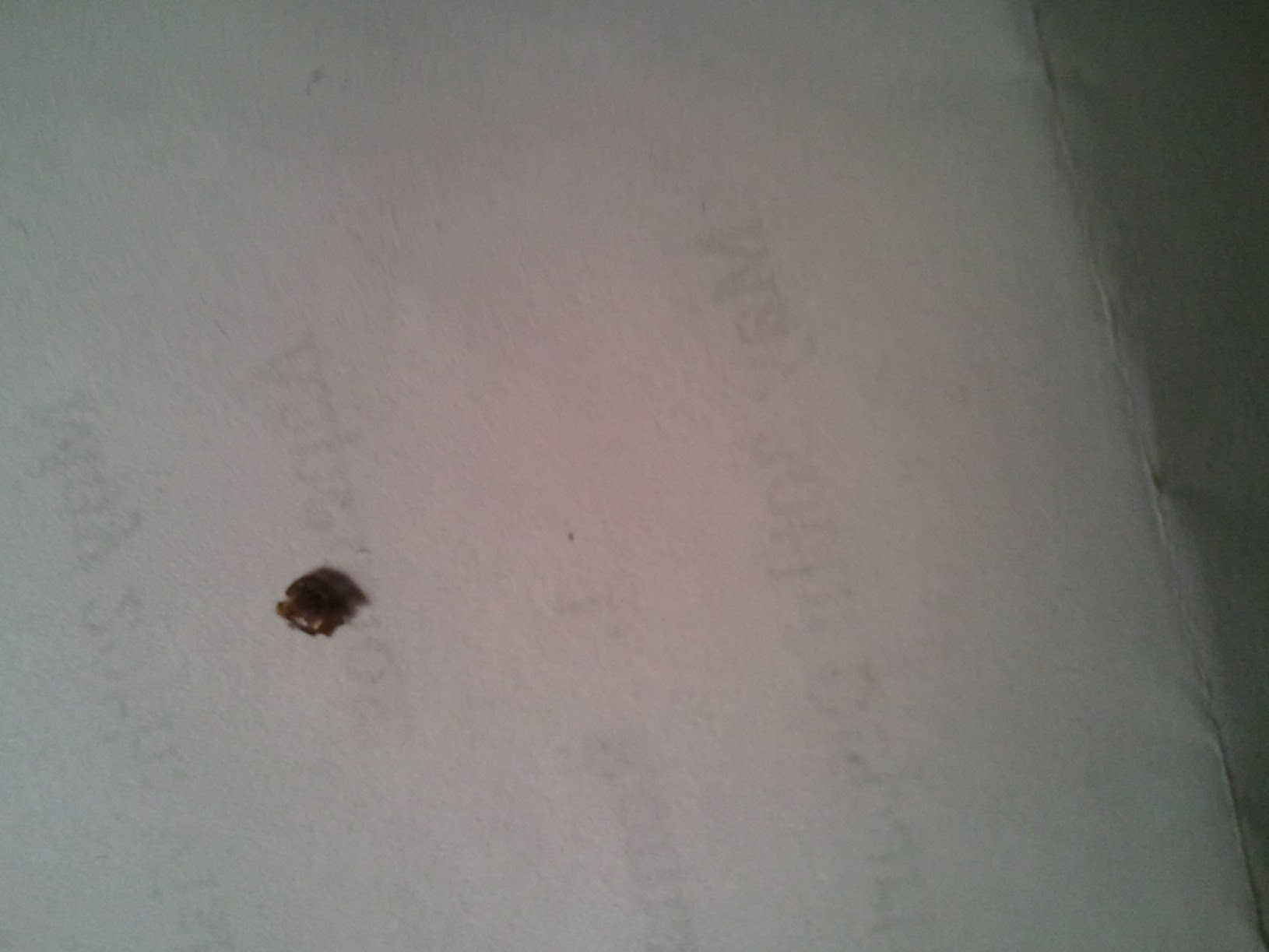 Shed skin ID? Â« Got Bed Bugs? Bedbugger Forums