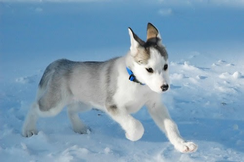Canadian Eskimo Dog