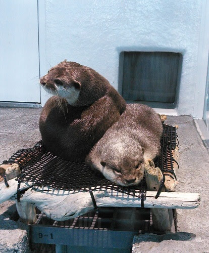 ニフレル 後編 目の前で動く バサバサ飛ぶ ジャンプする 感性でふれる驚きいっぱいミュージアムへ Mamatabi ママ旅