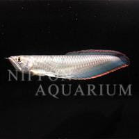 ブラックアロワナ 飼育方法 飼い方 餌 水温 混泳などについて 熱帯魚図鑑 熱帯魚の飼育 混泳 繁殖 病気など