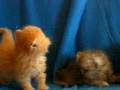 Vers le haut chat persan miniature 694017-Chat persan miniature  a vendre