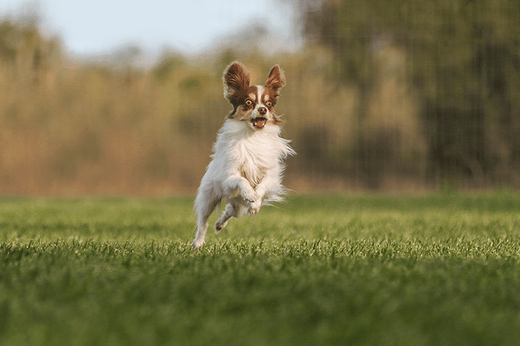 Working with Unruly Animals in Pet Photography