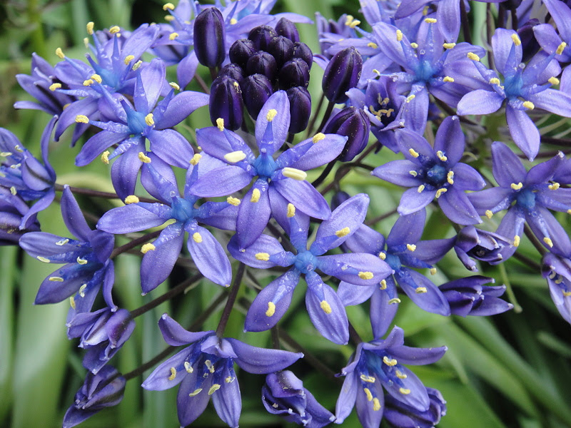 科名 ユリ科 野の花図鑑