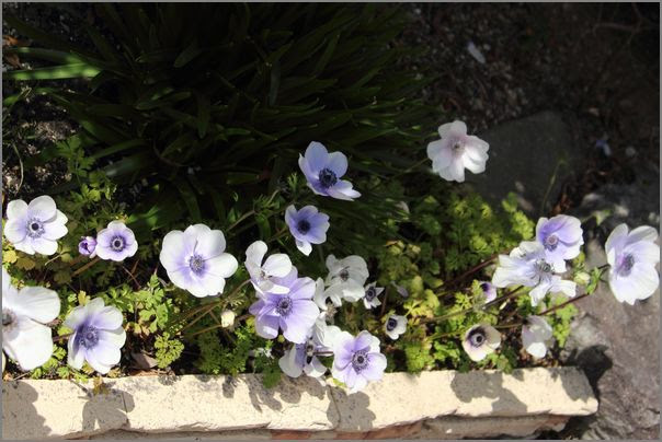 久しぶりの庭は 植えっぱなし球根達 季節の風だより