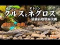 ++ 50 ++ オトシンネグロ 餌 275473