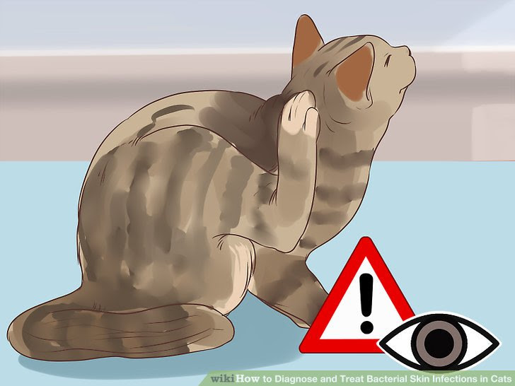 Diagnose and Treat Bacterial Skin Infections in Cats Step 2.jpg