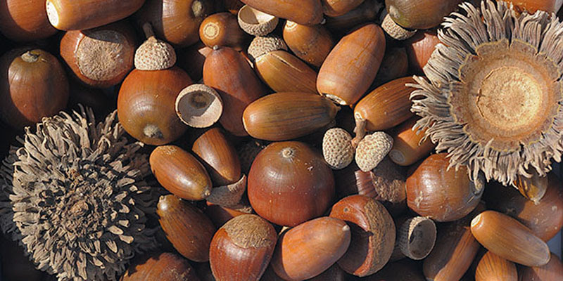 ドングリの種類と一年 秋の自然 イベント こどもの国