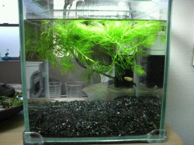 水草をマツモに入れ替え 金魚とメダカの飼育日記 楽天ブログ