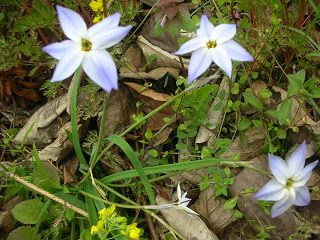 花ニラの葉が食べられそう えっ 花ニラに毒 健康生活 有機 自然流から自然栽培へ