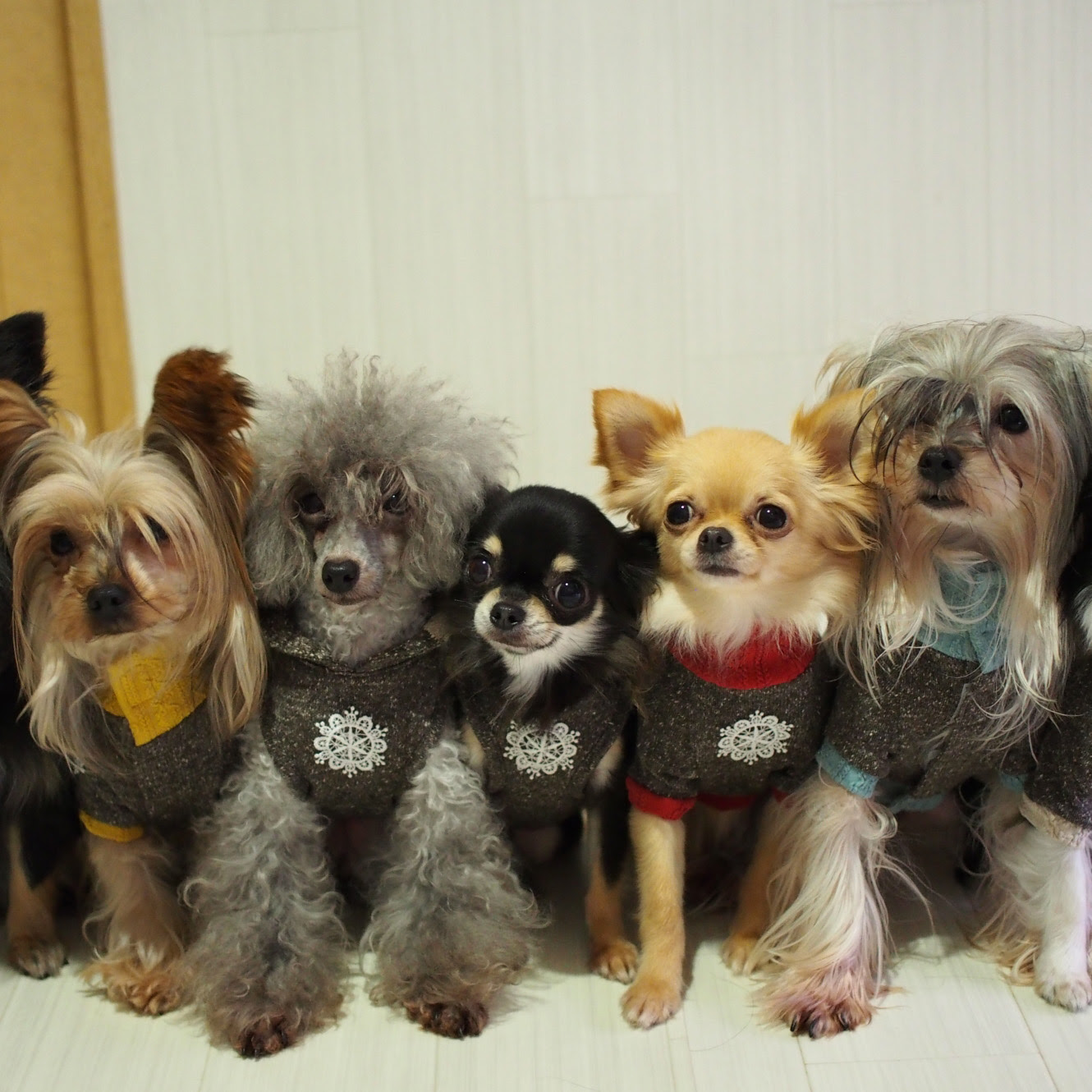多頭飼いに向いている犬種 犬の総合情報サイト ペットスマイルニュースforワンちゃん