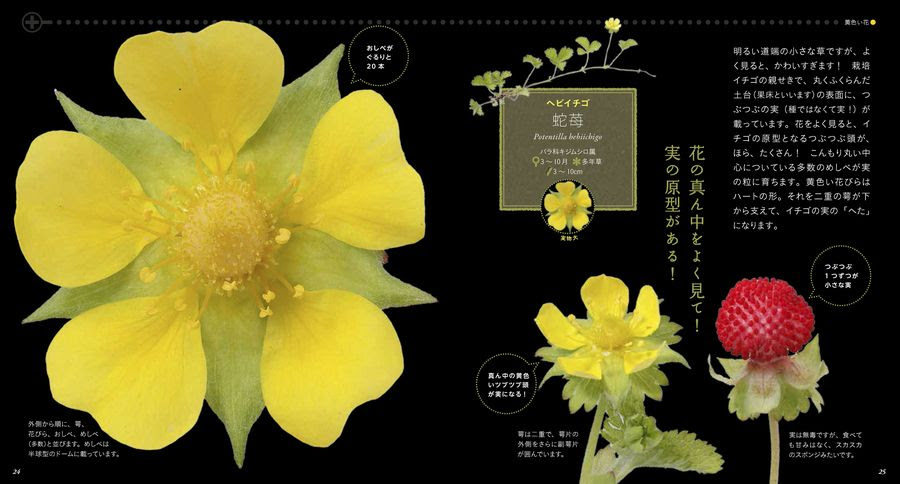 美しき小さな雑草の花図鑑 山と溪谷社