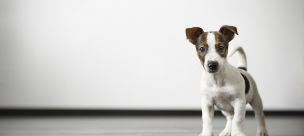 猫カフェ ならぬ 犬カフェ ワンちゃんと触れ合える癒しの空間 5選 犬服通販ランキング