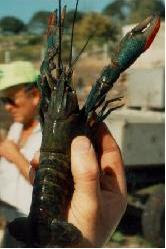 Aquaponics crayfish 