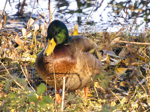 mad mallard