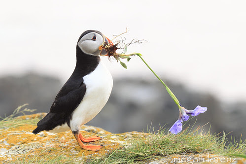 Romance by Megan Lorenz