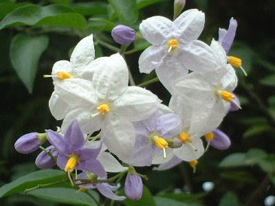 ツルハナナス つるはななす 蔓花茄子 の花言葉 花言葉事典