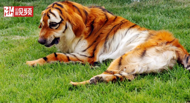 パンダやトラ 様々なカラーリングをされる中国の犬たち その姿に胸が苦しくなる Petfun 動物やペットに関する情報サイト