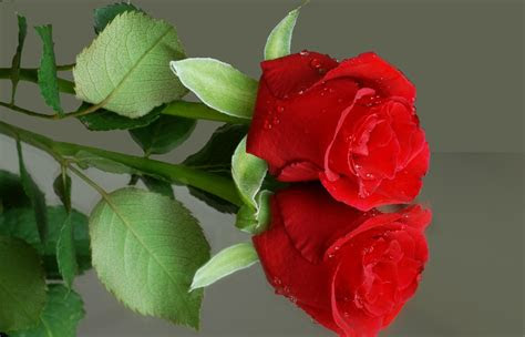 hd wallpapers nature flowers rose  image cluster