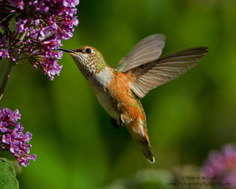 500px favs, rg443