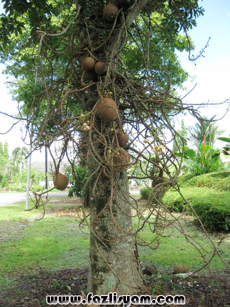 Pokok Peluru Meriam Cannonball Tree Segalanya Tentang Pokok Peluru Meriam Cannonball Tree Segalanya Tentang