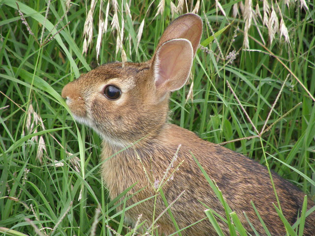 Cottontail
