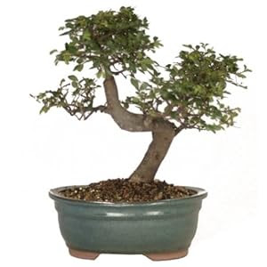 Brussel CT9005CE Chinese Elm Bonsai