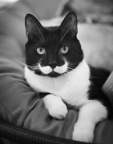 Top 10 Des Chats Devenus Celebres Grace A Leurs Taches Animaniacs