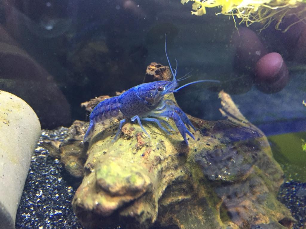 フロリダハマー 飼育ブログ 生き物マスター