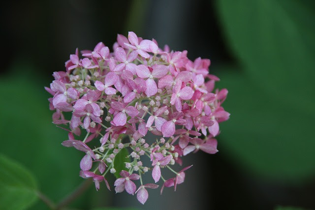 白いアジサイ アナベル 花と緑のまち推進センター