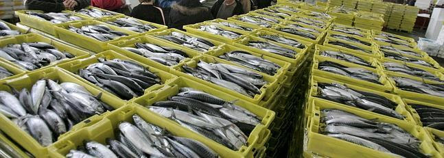 Incautados 20.000 kilos de xarda ilegal en el puerto de Avilés