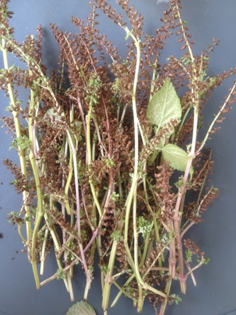 しその種 収穫 大量 これいいね新発見