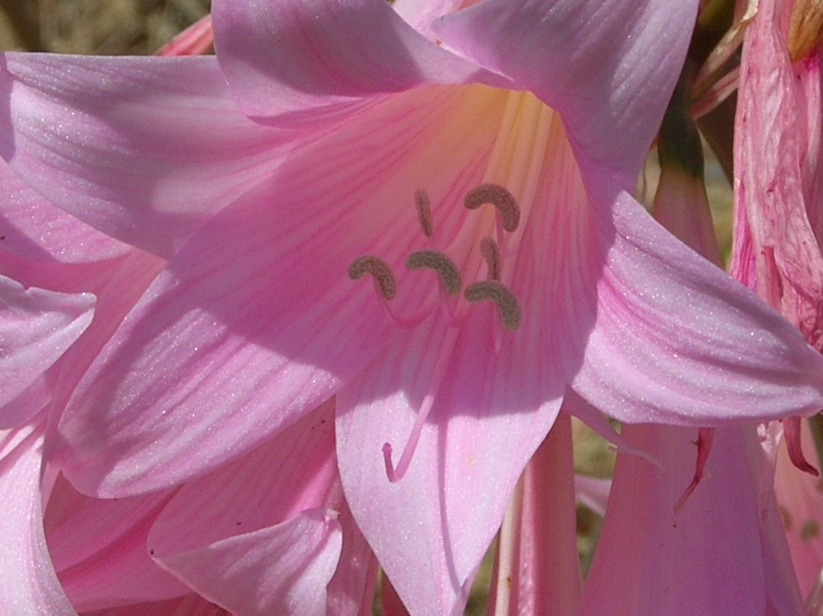 William's Featured Plants: Summer Bulbs Extra Info