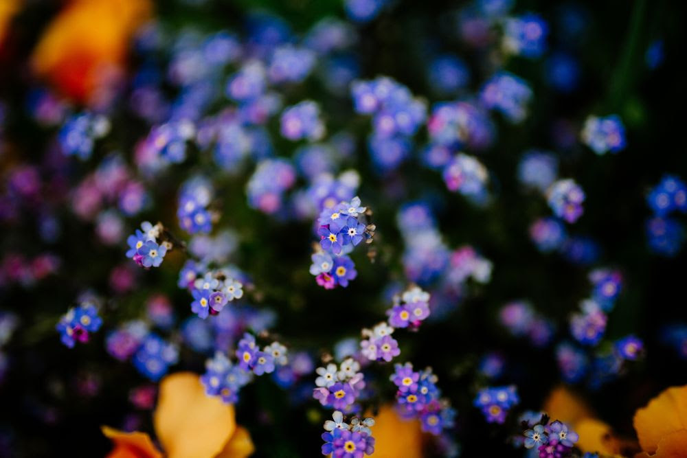 ９月がまき時の花５選 直播きで簡単に育つ花の種をまこう Gardeniwa