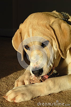 Puppy Eating Dog Food Royalty Free Stock Photo - Image: 7394745