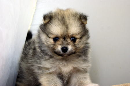 ふわふわで柔らかな毛並みの犬種 ポメラニアンが入荷しました ペットショップ 宮城県 仙台市 気仙沼市 大和町 セール開催 宮城 仙台ペットショップ鈴花