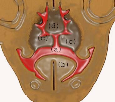 At 8 weeks: (a) communication  between oral and na...