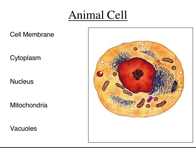 "Groups & Animal Cell Parts Quiz wherewith "