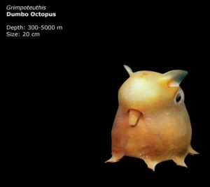 dumbo octopus photo