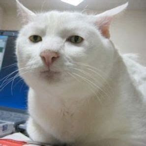 cat   meme