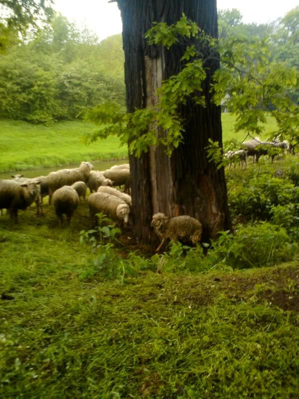Sheep cuddling with a tree