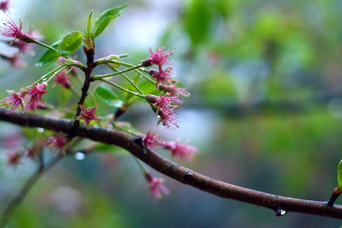 cherry tree